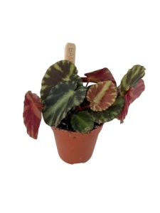 Begonia cleopatra - S
