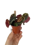 Begonia cleopatra - S