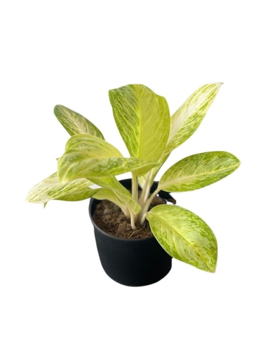 Aglaonema Arctic Lime - M