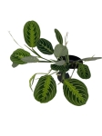 Maranta lemon lime - M