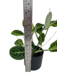 Maranta lemon lime - M