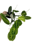 Maranta lemon lime - M