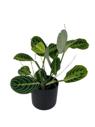 Maranta lemon lime - M