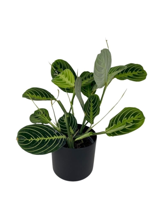 Maranta lemon lime - M
