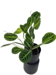 Maranta lemon lime - M