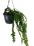 Epiphyllum anguliger - L