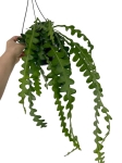 Epiphyllum anguliger - L