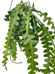 Epiphyllum anguliger - L