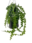Epiphyllum anguliger - L