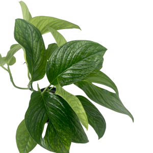 Monstera pinnatipartita - M