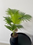 Livistona rotundifolia - L