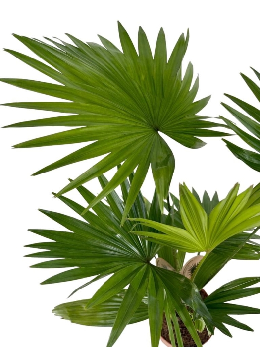 Livistona rotundifolia - L