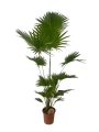 Livistona rotundifolia - XL