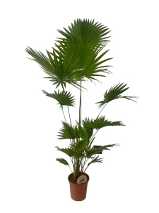 Livistona rotundifolia - XL