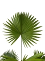Livistona rotundifolia - XL
