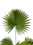 Livistona rotundifolia - XL