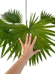 Livistona rotundifolia - XL