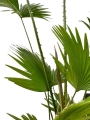 Livistona rotundifolia - XL