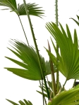 Livistona rotundifolia - XL