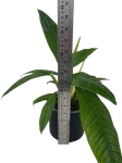 Philodendron Campii - M