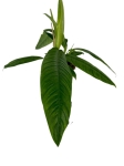 Philodendron Campii - M