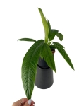 Philodendron Campii - M