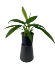 Philodendron Campii - M