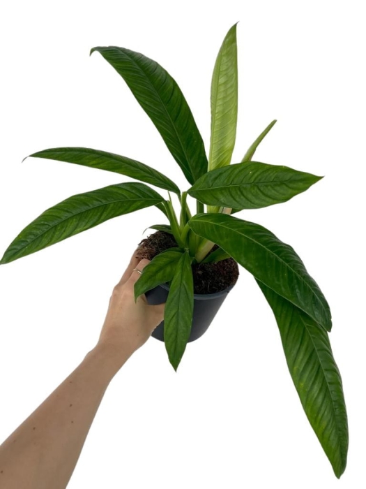 Philodendron Campii - M