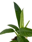 Philodendron Campii - M