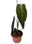 Philodendron melanochrysum XL
