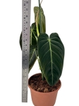 Philodendron melanochrysum XL