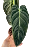 Philodendron melanochrysum XL