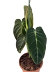 Philodendron melanochrysum XL
