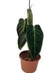 Philodendron melanochrysum XL