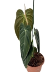 Philodendron melanochrysum XL