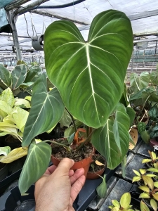 Philodendron gloriosum Dark Form - M