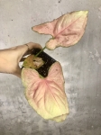 SON6