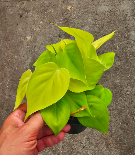 Philodendron hederaceum Lemon Lime - M