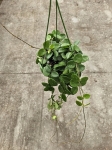 Hoya Mathilde - L
