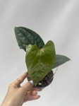 Anthurium Happy Bunny 2