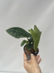 Anthurium Happy Bunny 2