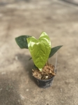 Anthurium Happy Bunny 2