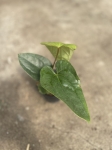 Anthurium Happy Bunny 2