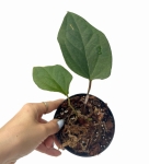 Anthurium Amazon Rabbit 1