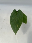 Anthurium Amazon Rabbit 1