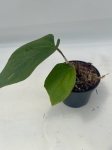 Anthurium Amazon Rabbit 1