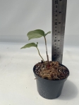 Anthurium Amazon Rabbit 1