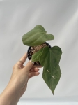Anthurium Amazon Rabbit 2