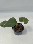 Anthurium Amazon Rabbit 2