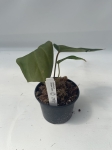Anthurium Amazon Rabbit 2